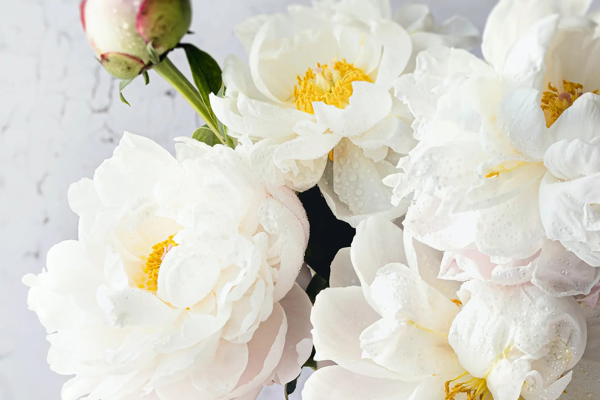 Ditsy Floral Jolie Fête UK - Party Supplies & Gifts