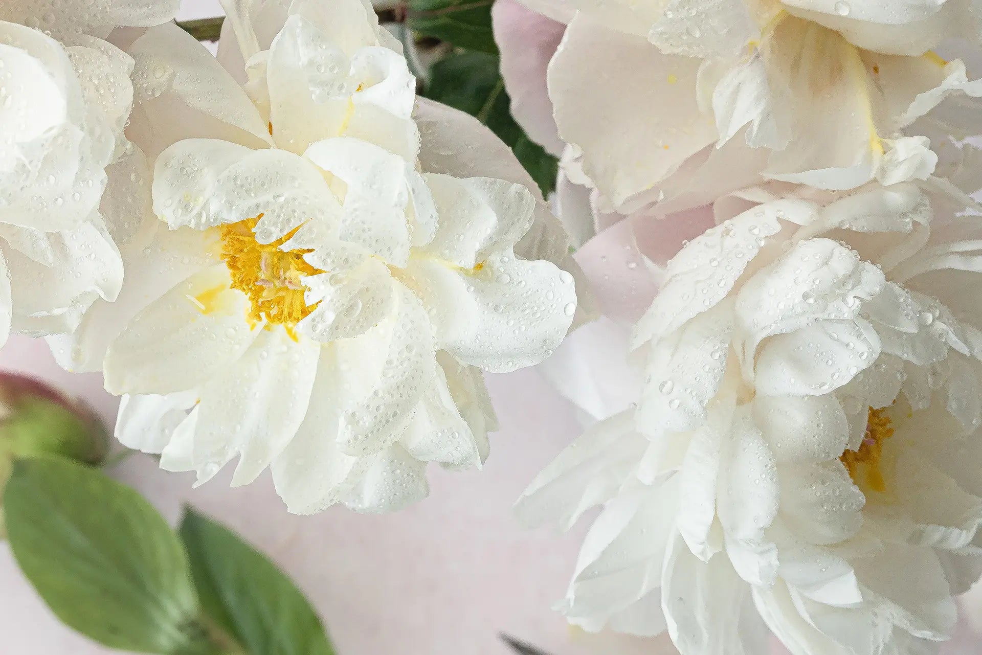 Floral Hen Jolie Fête UK - Party Supplies & Gifts